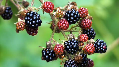 Bramble | The Wildlife Trusts